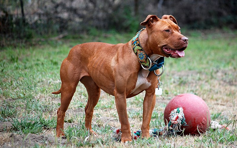 Blue Nose Pitbull Breed