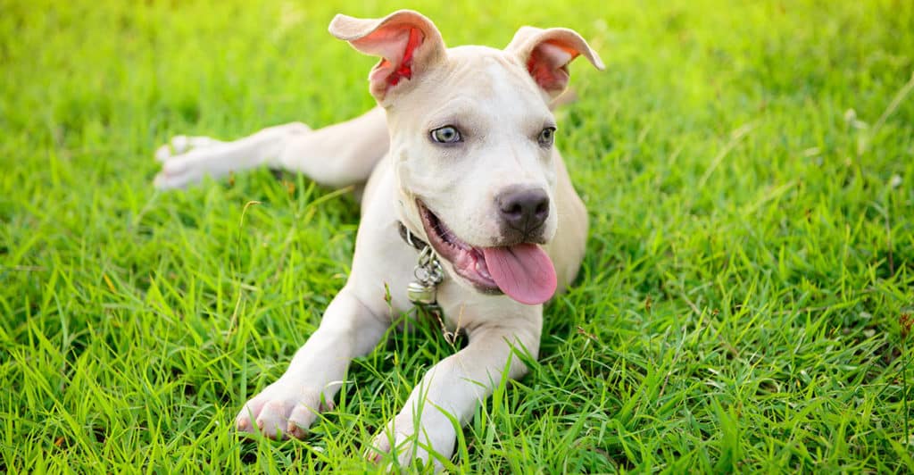 Blue Nose Pitbulls