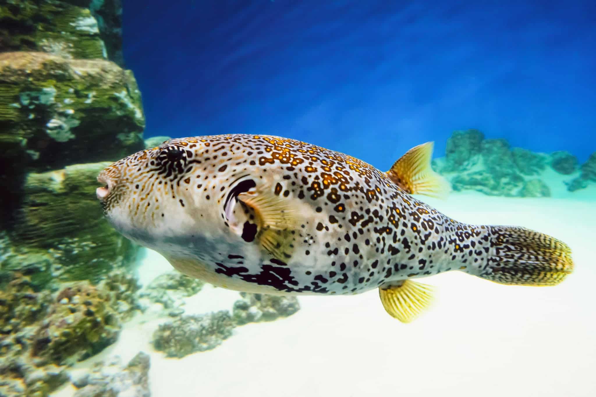 Blue-Spotted Pufferfish