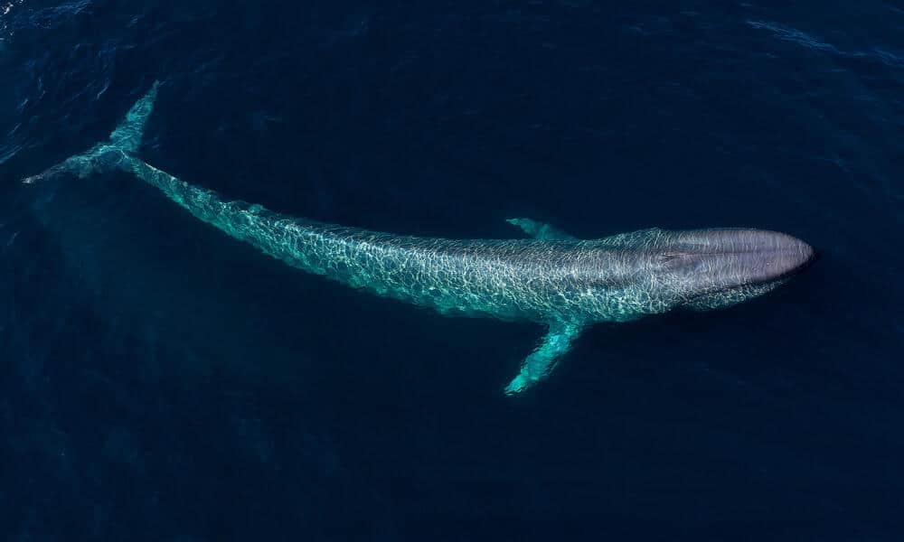 Blue Whale