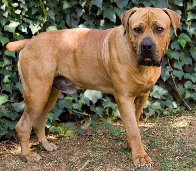 Boerboel