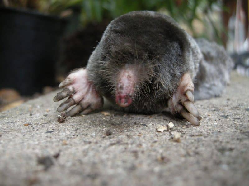 Broad-footed Mole