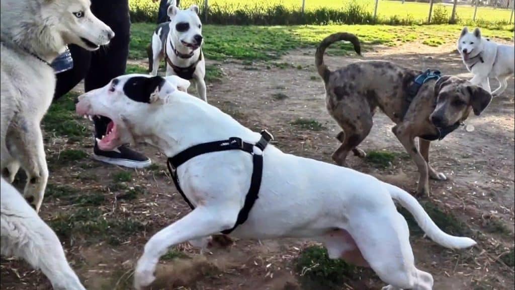 Bull Terrier