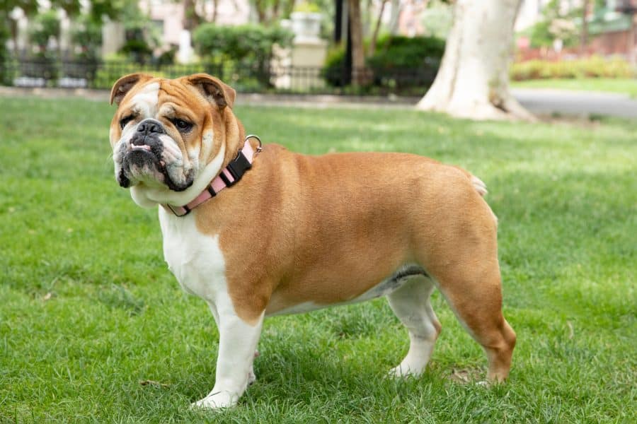 Bulldog