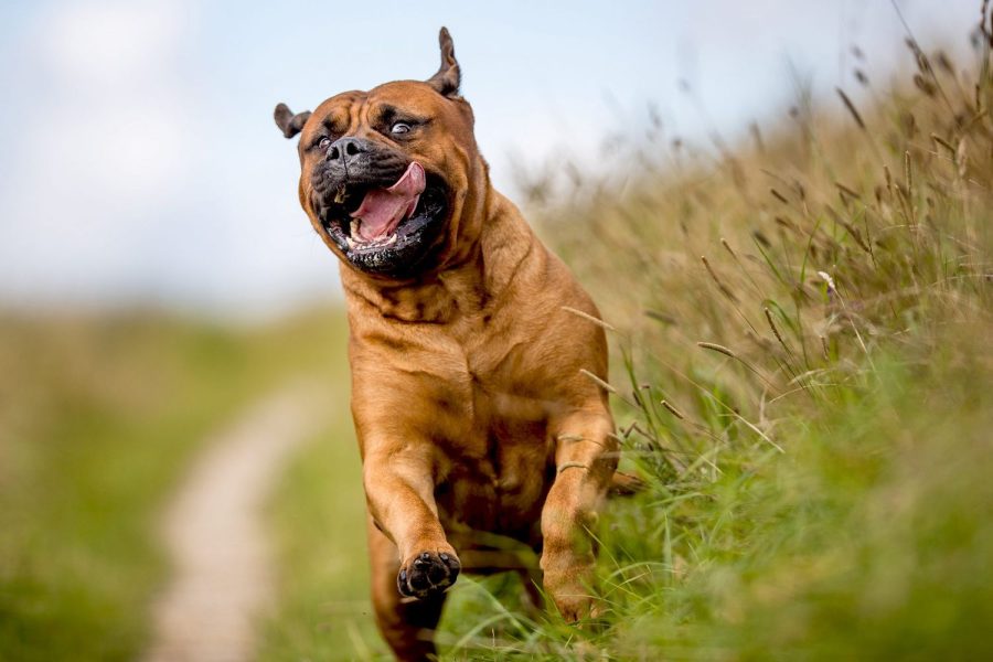 Bullmastiff