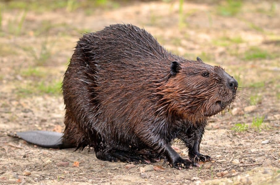 Canada- Beaver