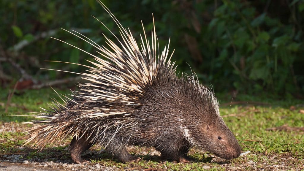 Canada- Porcupine