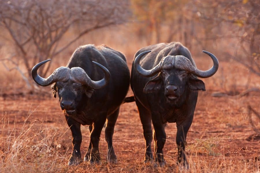 Cape-Buffalo