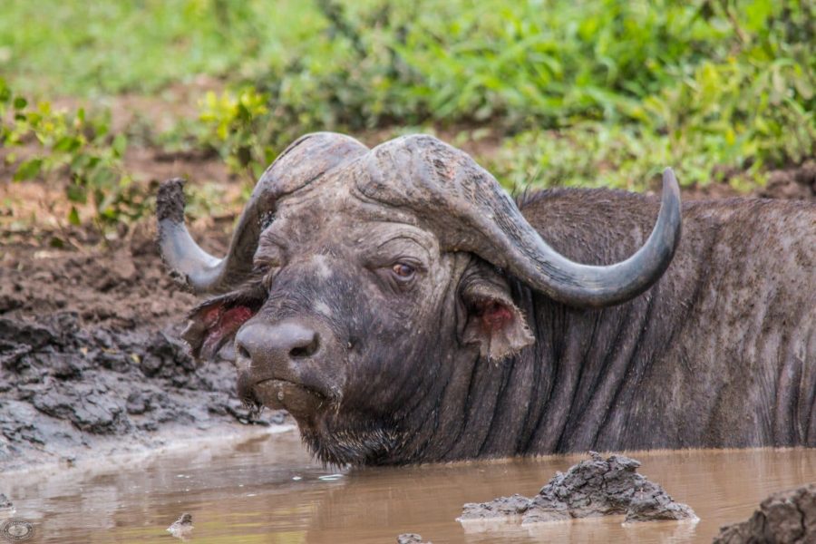 Cape Buffalo