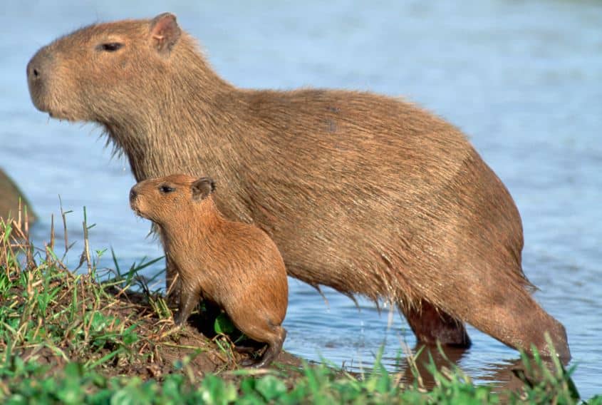 Capybara