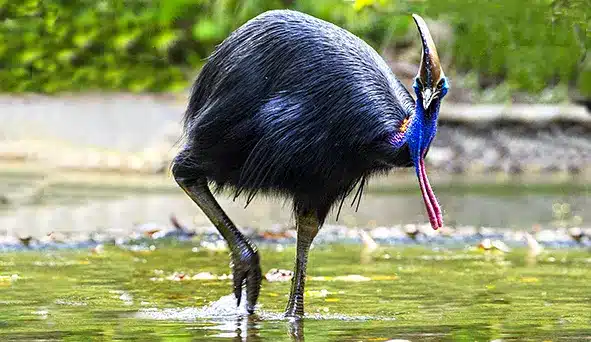 Cassowary