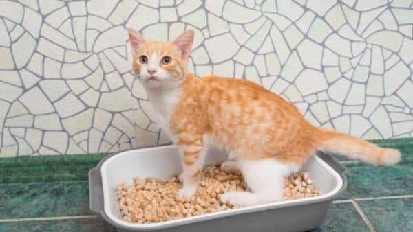 Cat Laying in Litterbox