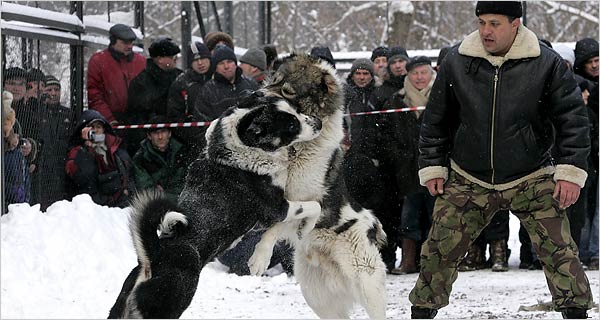 Caucasian Shepherd Dog