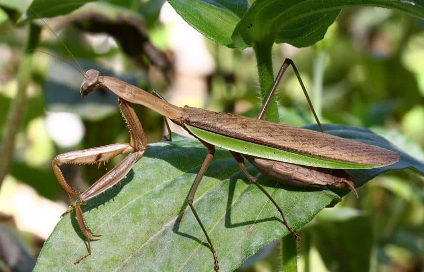 Chinese Praying Mantis