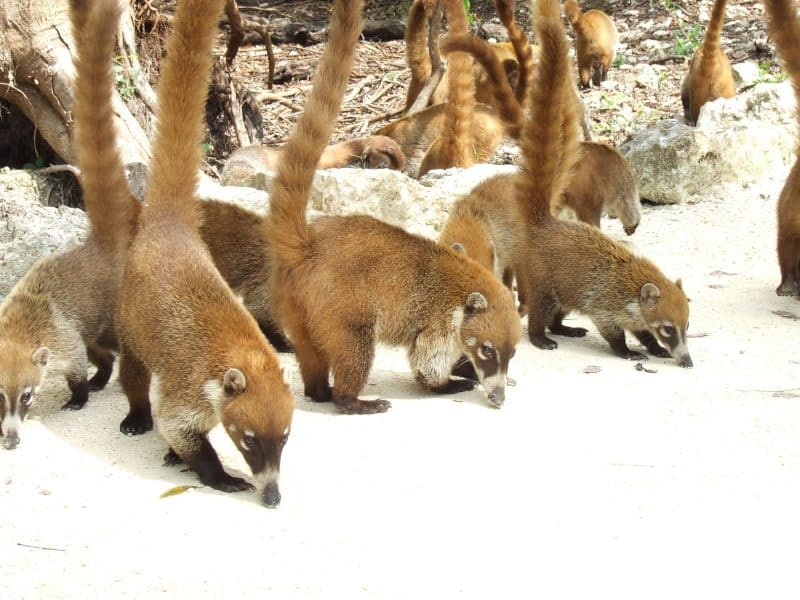 Coatimundi