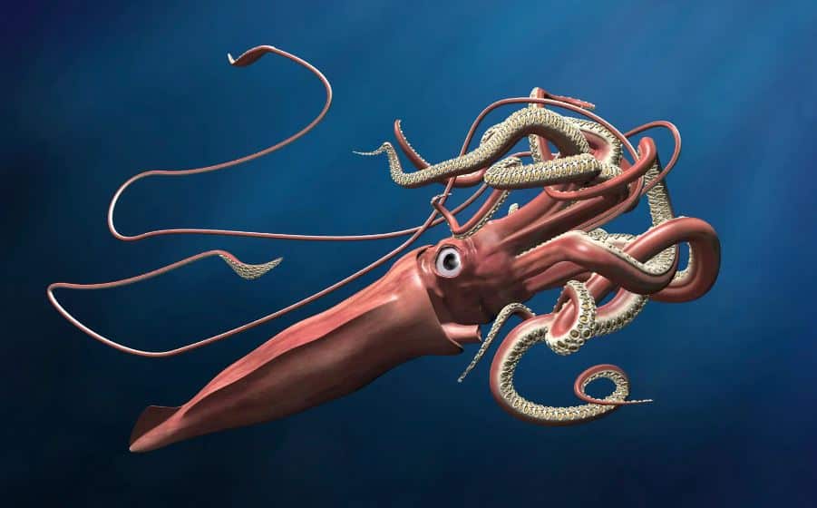 Colossal Squid