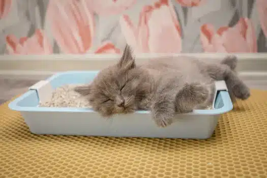 Common Reasons Why Cats Sleep in Their Litterbox