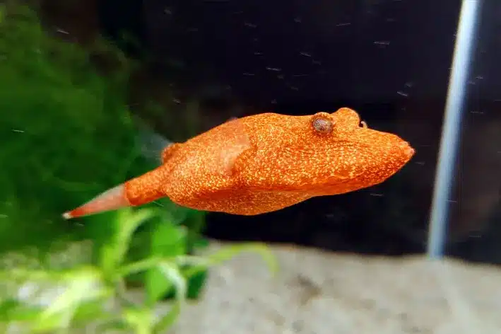 Congo Pufferfish