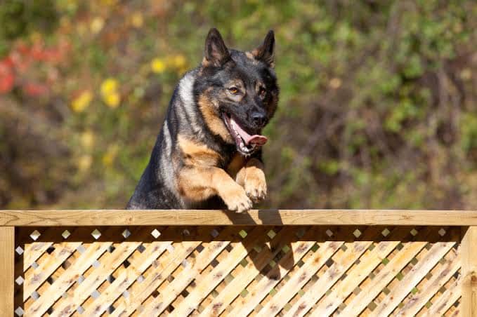 Curious About Dogs Jumping Fences? Find Out Why!