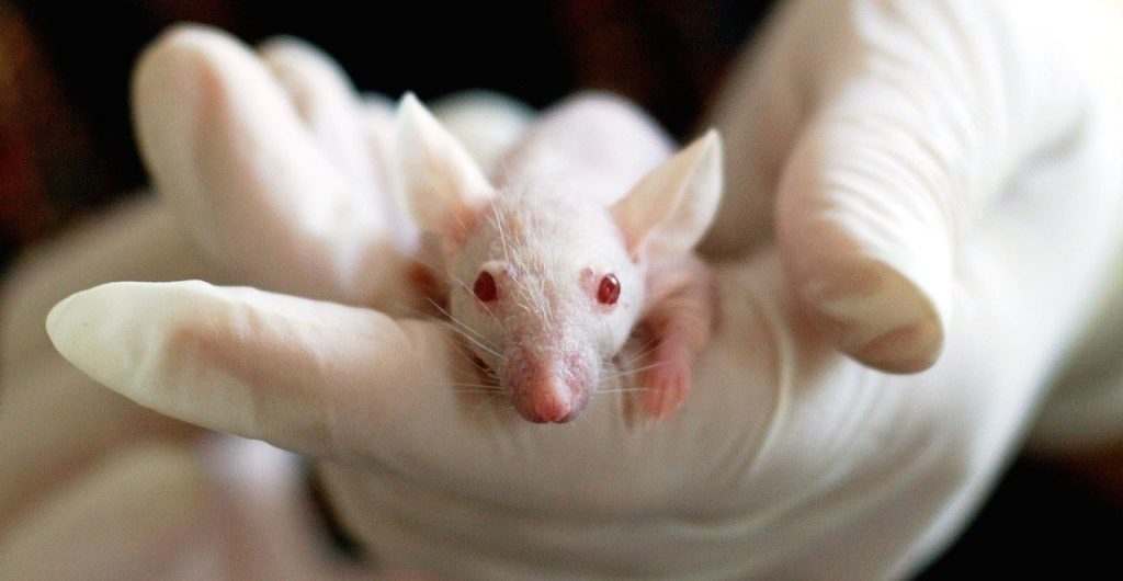 Depressing Facts About Animal Testing