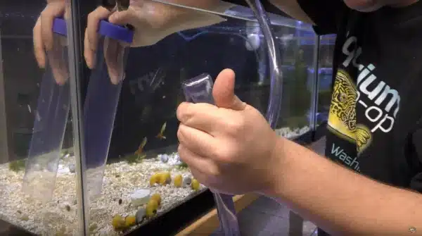 Different Processes of Cleaning Sand in The Fish Tank