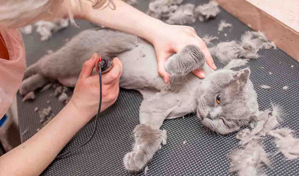 Disadvantages of Shaving a Long-Haired Cat