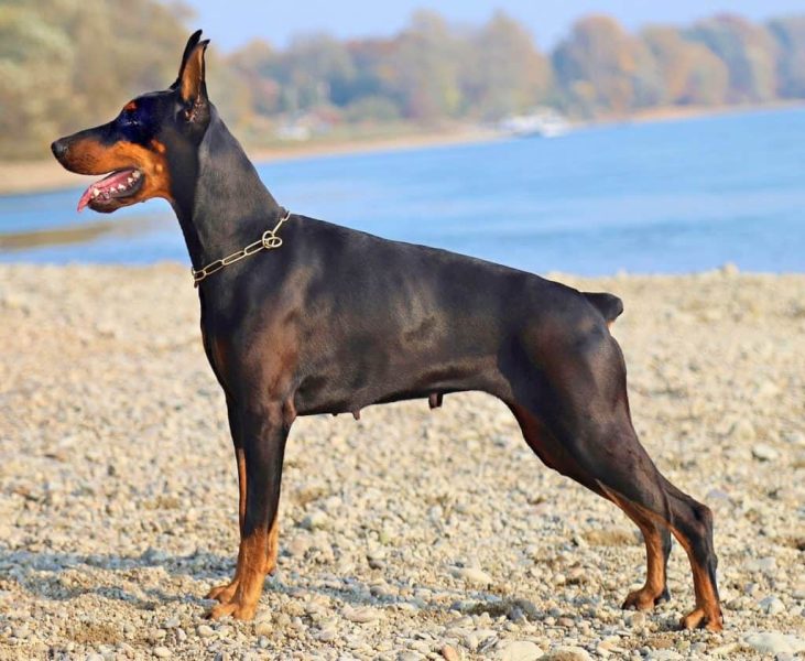 Doberman-Pinscher