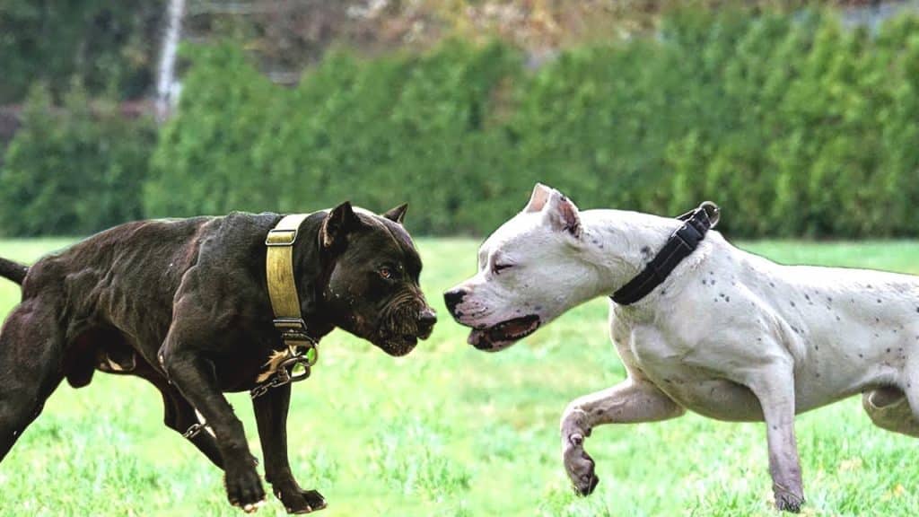 Dogo Argentino