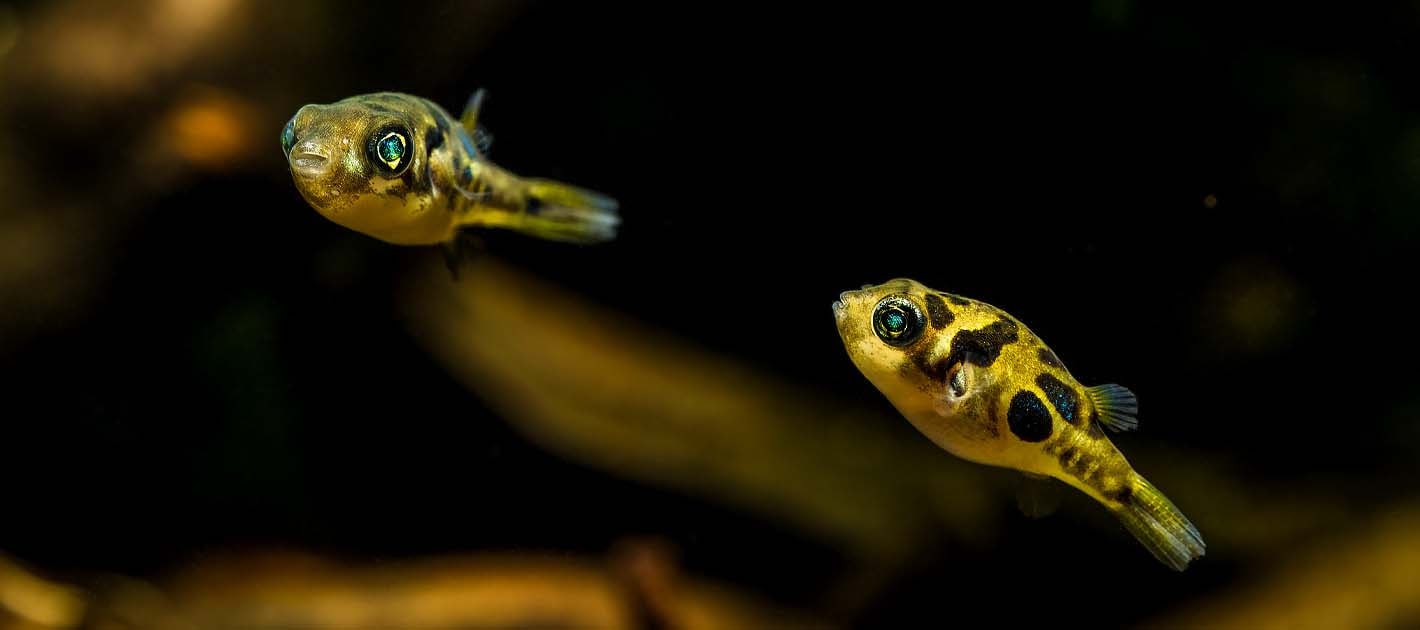 Dwarf Pea Pufferfish