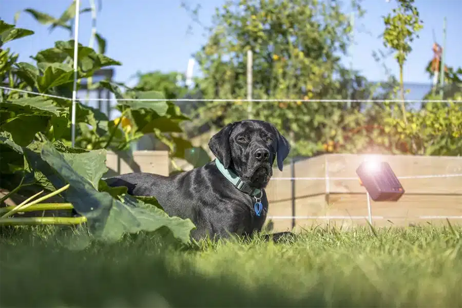 Electric fence systems are modern ways of protecting your dog