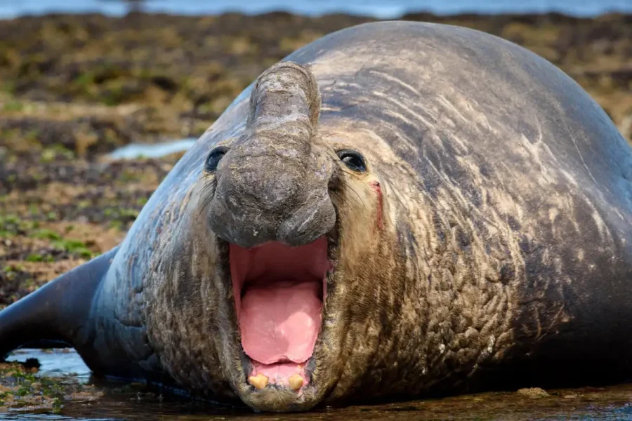 Elephant Seals