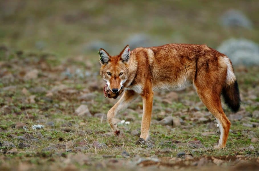 Ethiopian Wolf