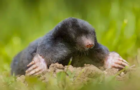 European Mole