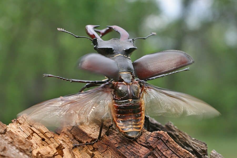 European Stag Beetle