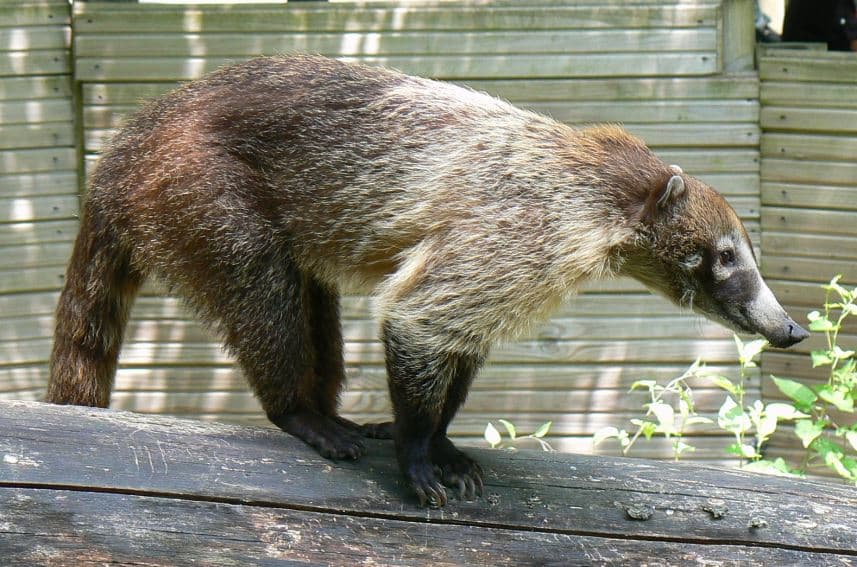 Everything You Need to Know About Coati Animal