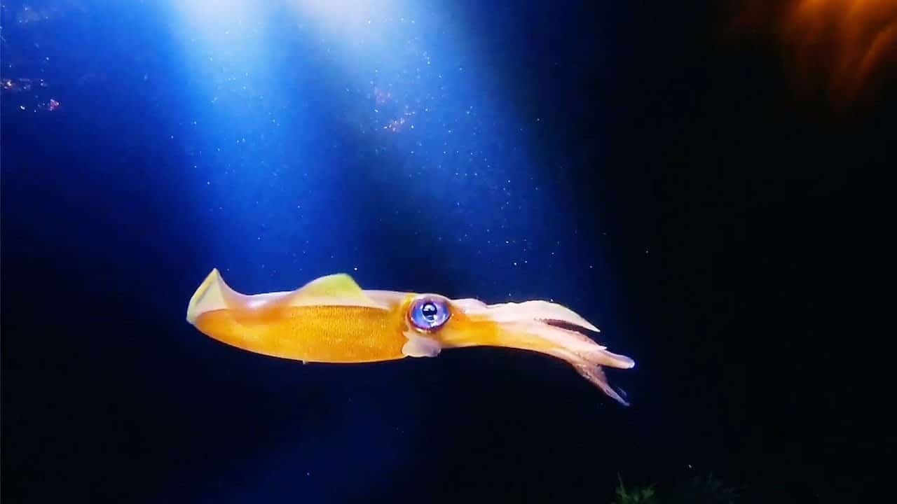 Exploring the Fascinating World of Squids