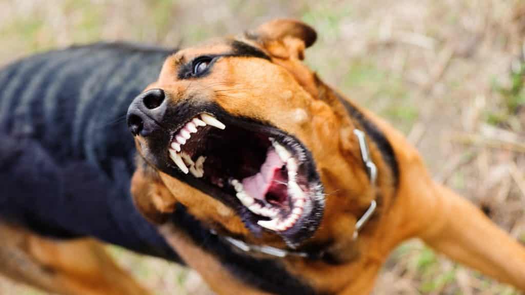 Factors-Contributing-to-Dog-Aggression