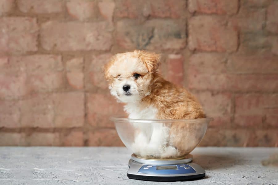 Factors-on-Which-Dogs-Weight-Depends