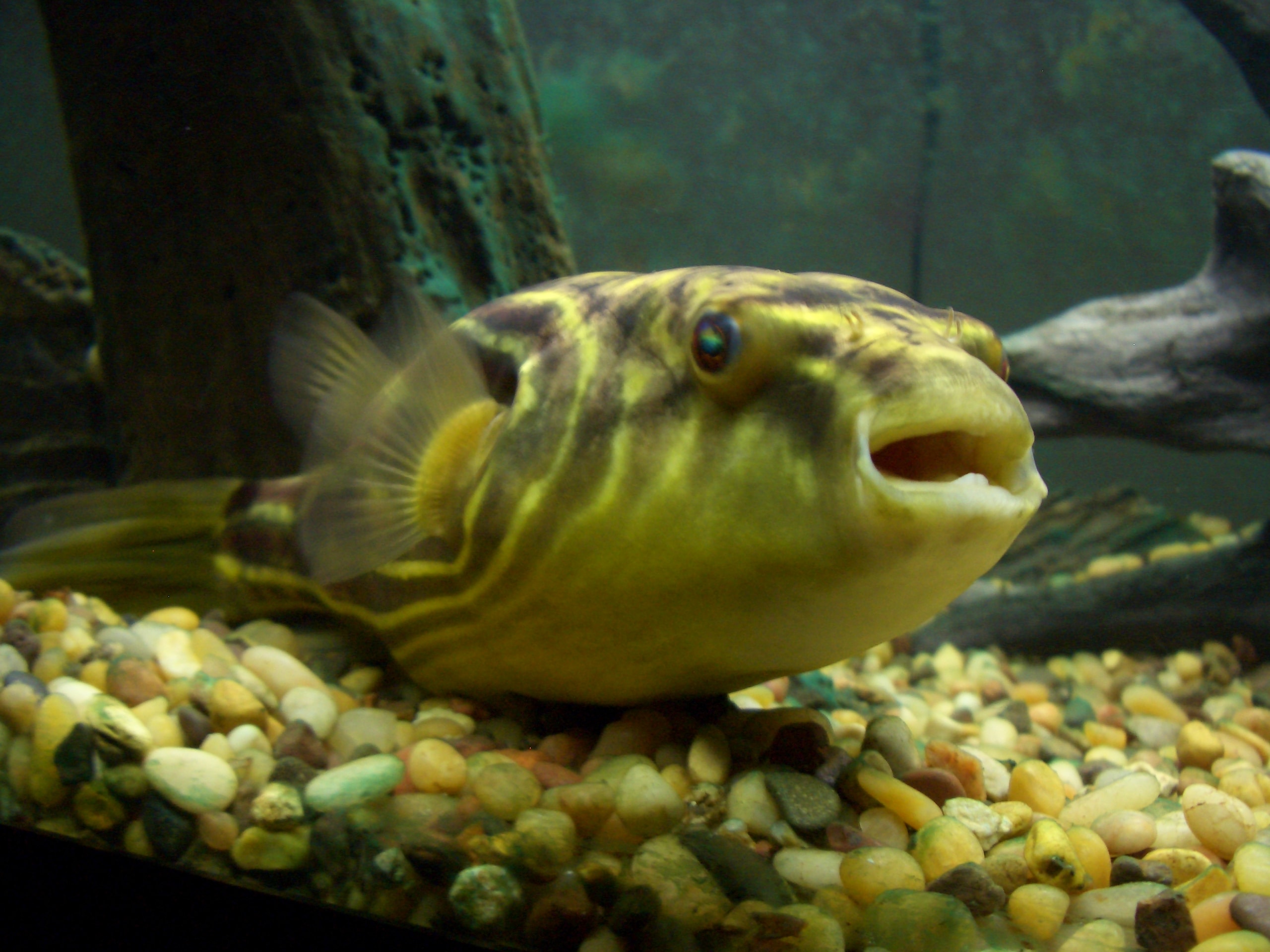 Fahaka Pufferfish