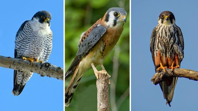 Falcon Bird: Types, Facts, Differences, and Features - Pet Abuse