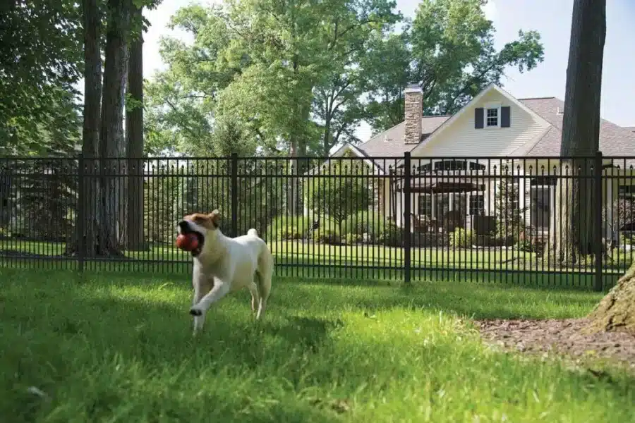 Fence Alternatives for Dogs Are Best