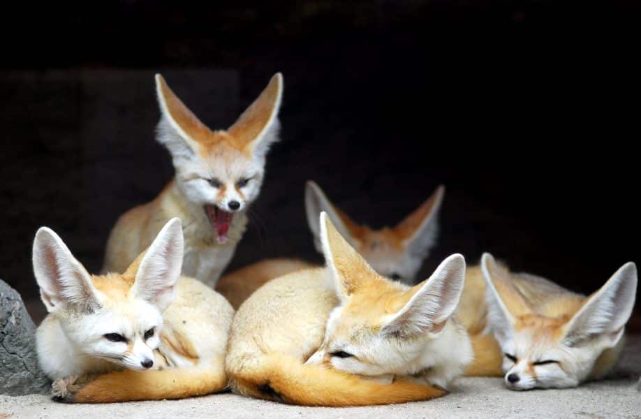 Fennec Fox