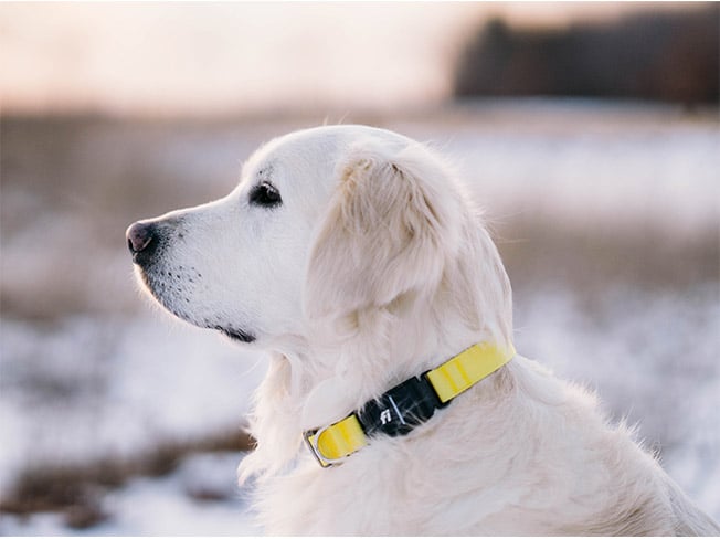 Fi Smart Dog Collar