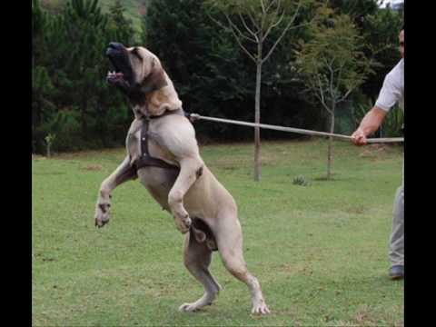 Fila Brasileiro