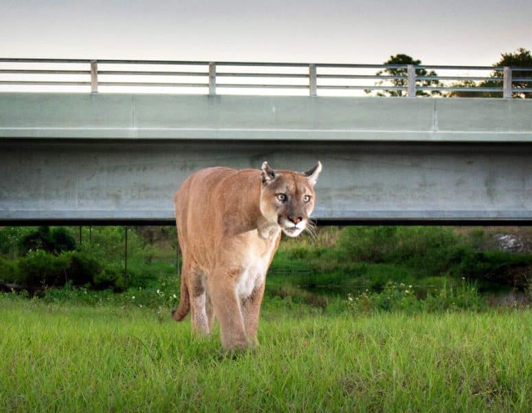 Florida Panther