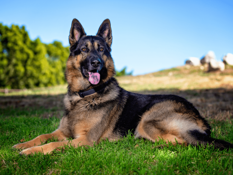 German Shepherd