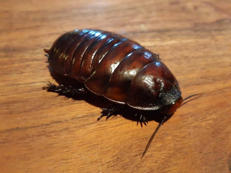 Giant Burrowing Cockroach