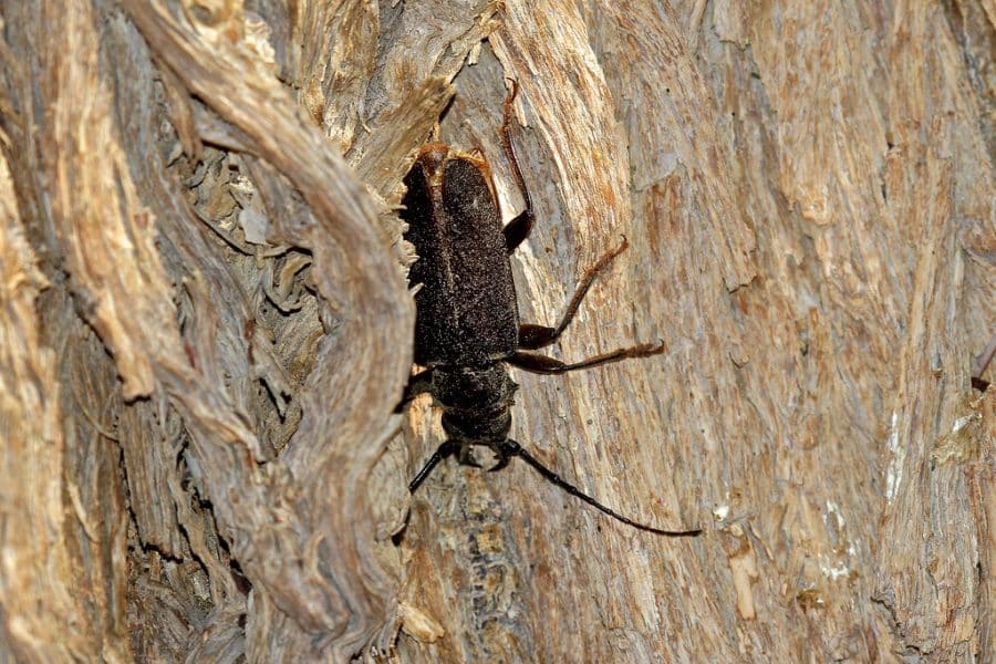 Giant Longhorn Beetle