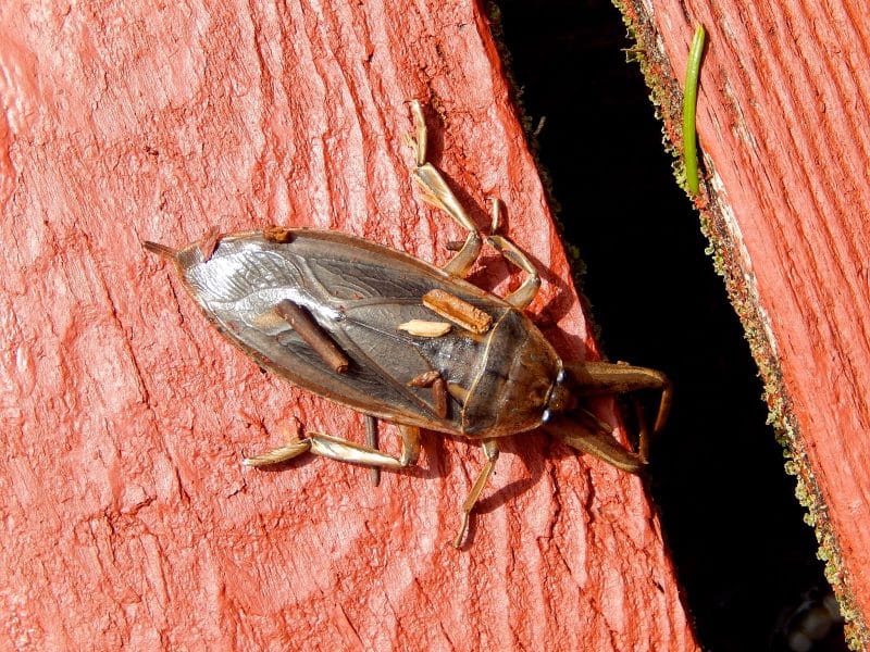 Giant Water Bugs