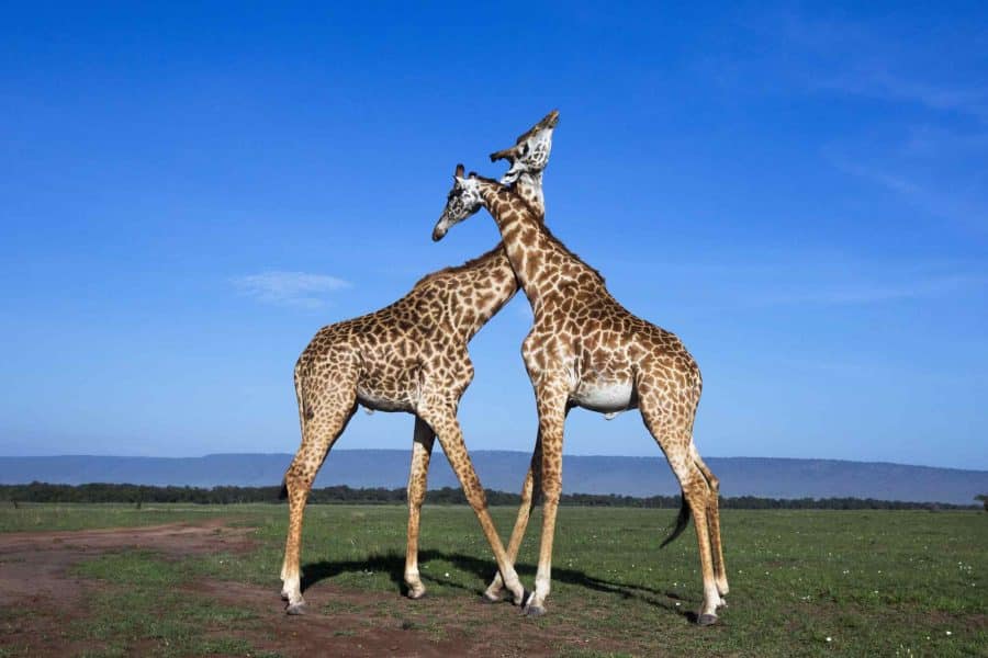 Giraffe